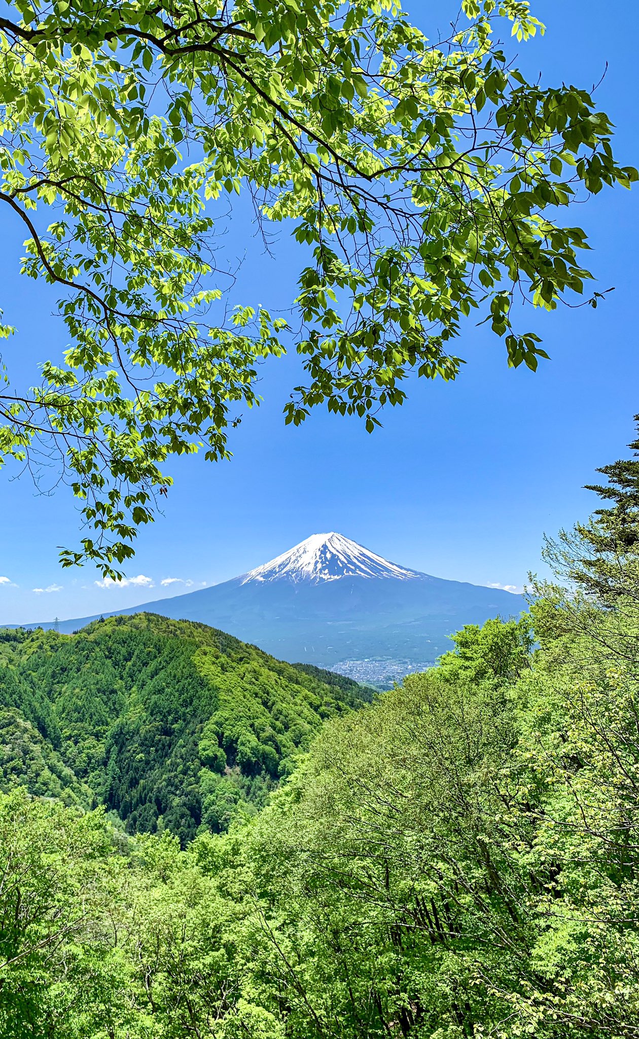 Take 6月の緑 縦位置 待ち受けにどうぞ いつか見た富士山 いつか見た遠くの富士山 富士山