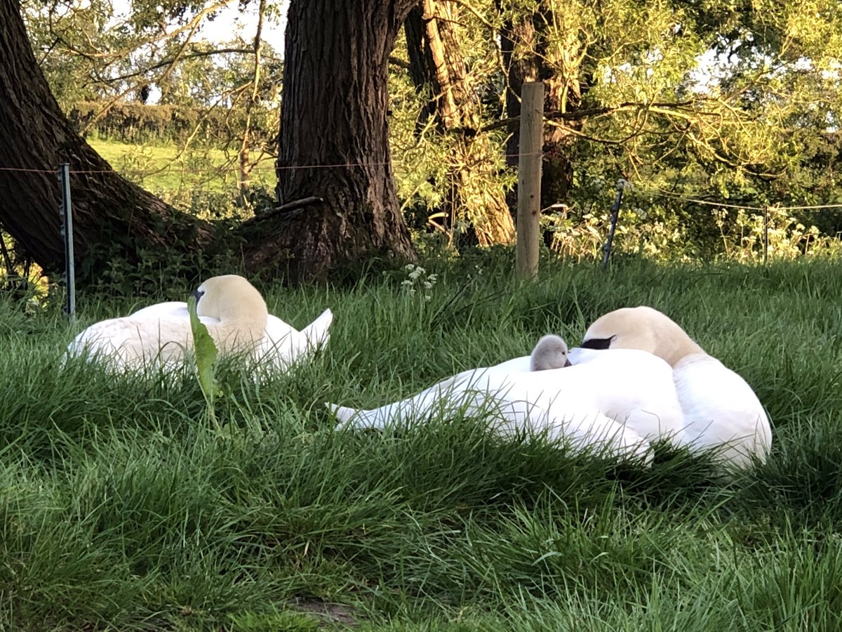 Someone has to keep lookout while everyone else is asleep... #swanwatch #swans #cygnets #nature #springwatch #theyreback 🦢