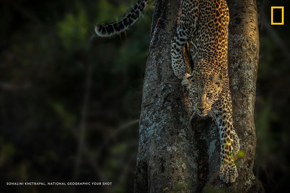 NatGeo's tweet photo. "After waiting for close to an hour, we were convinced that it would not come down before nightfall. However, it surprised us,” writes Your Shot photographer Sonalini Khetrapal https://t.co/bdQVmrioml