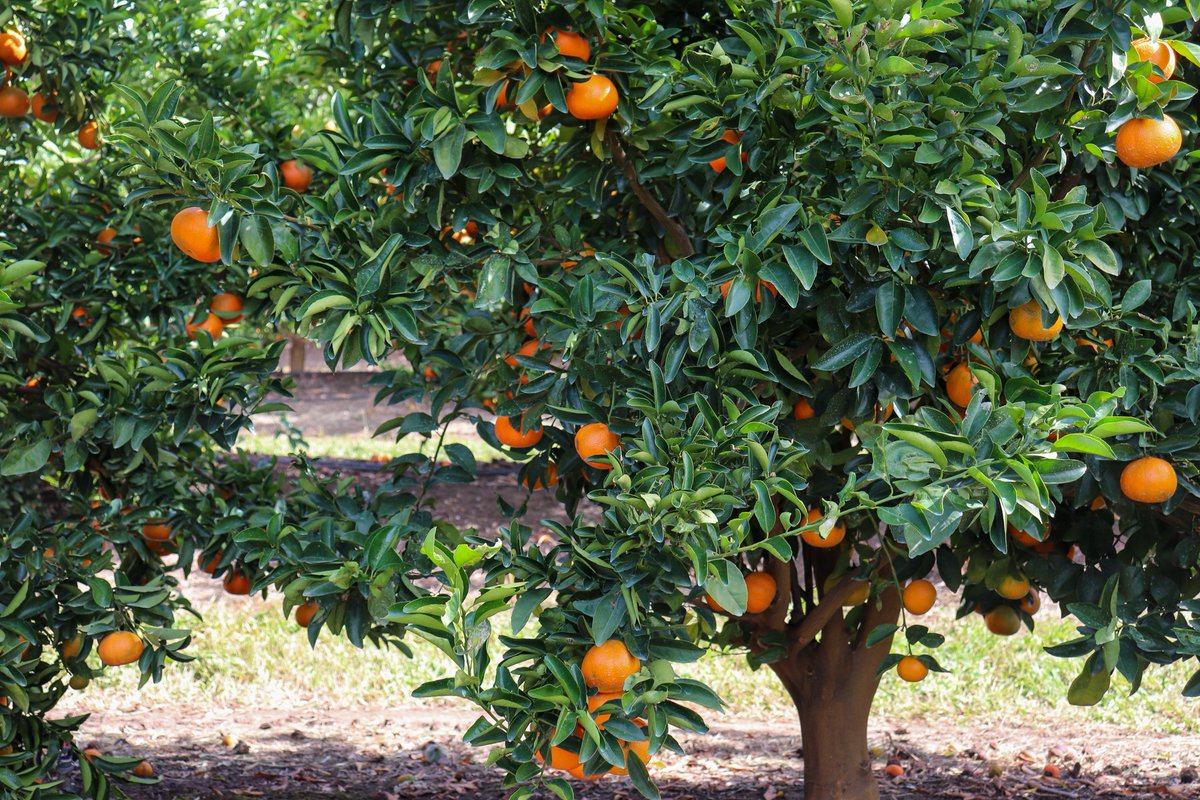 Ironbark Citrus tweet media