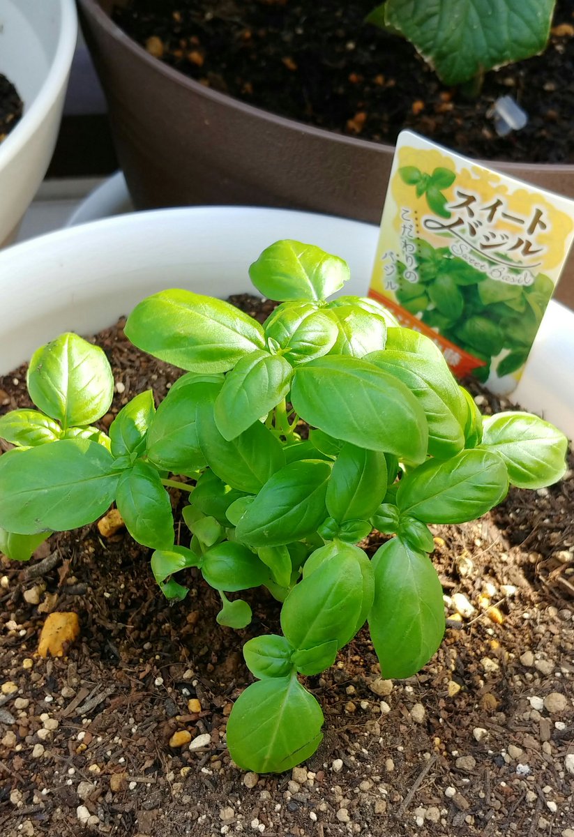 夏川あざみ バジルくんと ミョウガさんが 仲間入りしました そして ゴーヤのプランターの隅っこに出てきた 謎のフタバちゃんに新しい葉っぱが これは ゴーヤか バジル ミョウガ 家庭菜園 ベランダ菜園 プランター栽培 夏川あざみ バジルくんと ミョウガさんが 仲間入りしました そして ゴーヤのプランターの隅っこに出てきた 謎のフタバちゃんに新しい葉っぱが これは ゴーヤか バジル ミョウガ 家庭菜園 ベランダ菜園 プランター栽培