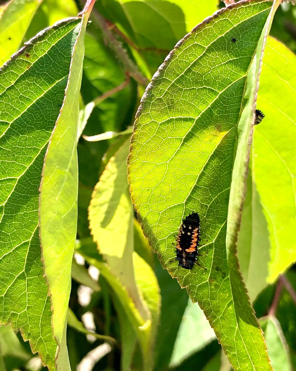 みゆ 実家の梅の木に大量に虫がいて ひぃぃーー ってなったけど 調べたらテントウムシの幼虫で間違いないっぽい 一瞬毛虫かと思ったよ アブラムシもりもり食べてね てんとう虫の幼虫 てんとう虫 テントウムシ 天道虫