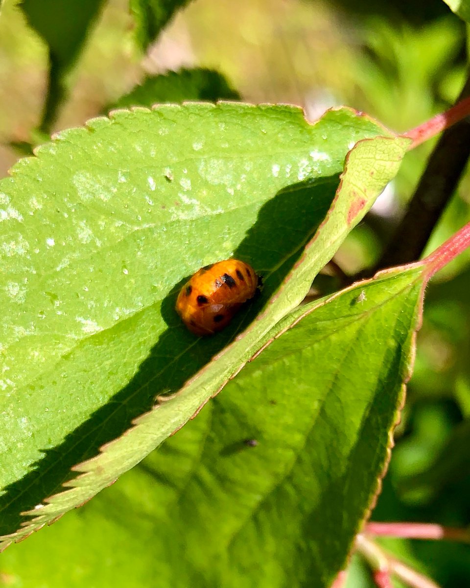 みゆ 実家の梅の木に大量に虫がいて ひぃぃーー ってなったけど 調べたらテントウムシの幼虫で間違いないっぽい 一瞬毛虫かと思ったよ アブラムシもりもり食べてね てんとう虫の幼虫 てんとう虫 テントウムシ 天道虫