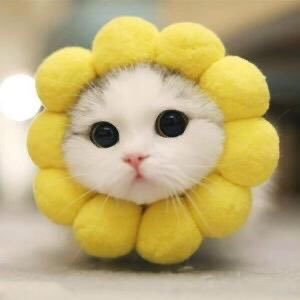Louis as kittens; a short thread