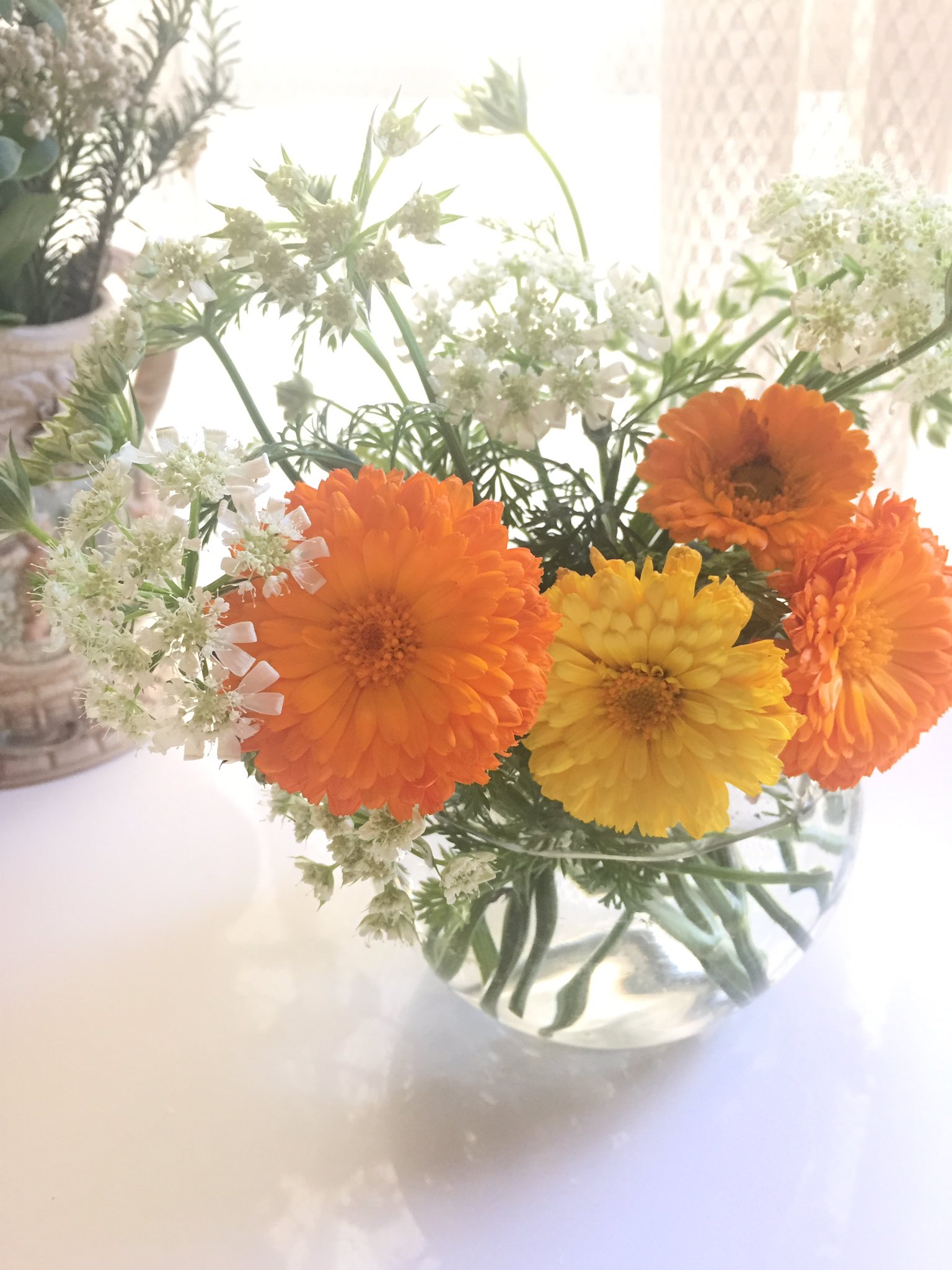 Uzivatel Sakizo 5月展示 画集発売 Na Twitteru キンセンカとホワイトレースも生け替えた ホワイトレースだけの花瓶にしてたのを水替えたらすごい匂いになってたので 匂いの原因はこの子だったわ もうちょっと控えめなら結構好きな匂いなのだけど 100 ホワイト