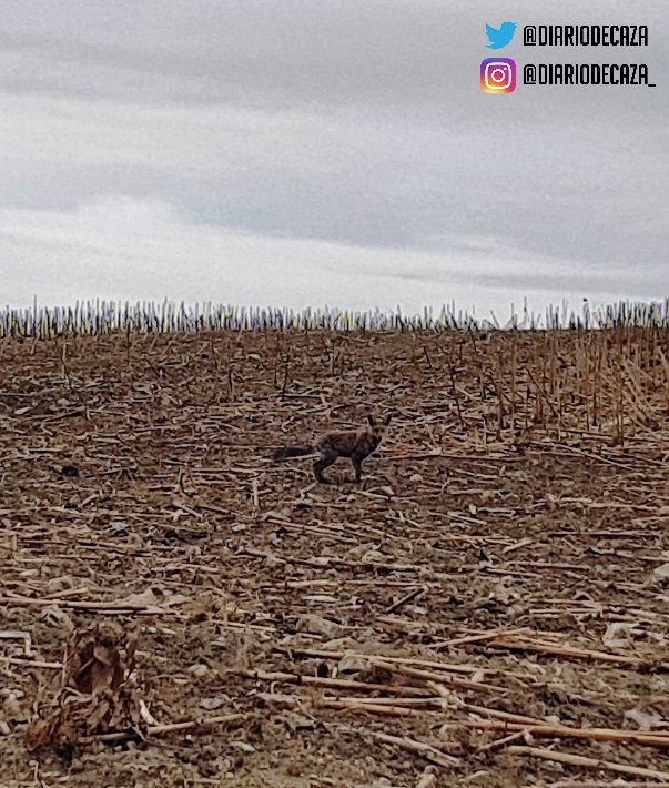 Carece de tiempo,
inadvertido es el final,
una losa pesada,
que aprieta sin cesar.
