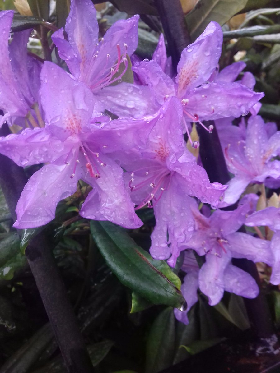 Artfaithb's tweet image. Hey kind people of the world, just wanted to send some 🌸🌺🌷take good care of yourselves..