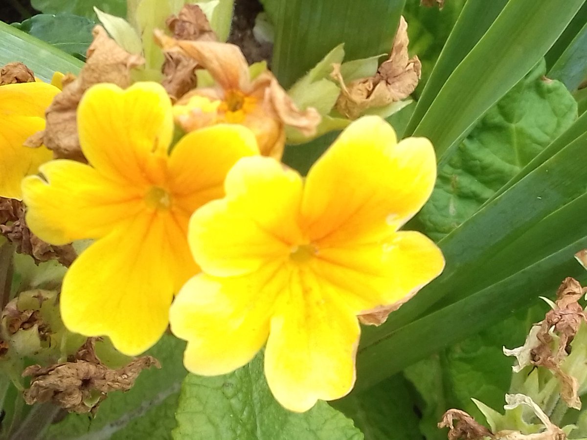 Artfaithb's tweet image. Hey kind people of the world, just wanted to send some 🌸🌺🌷take good care of yourselves..