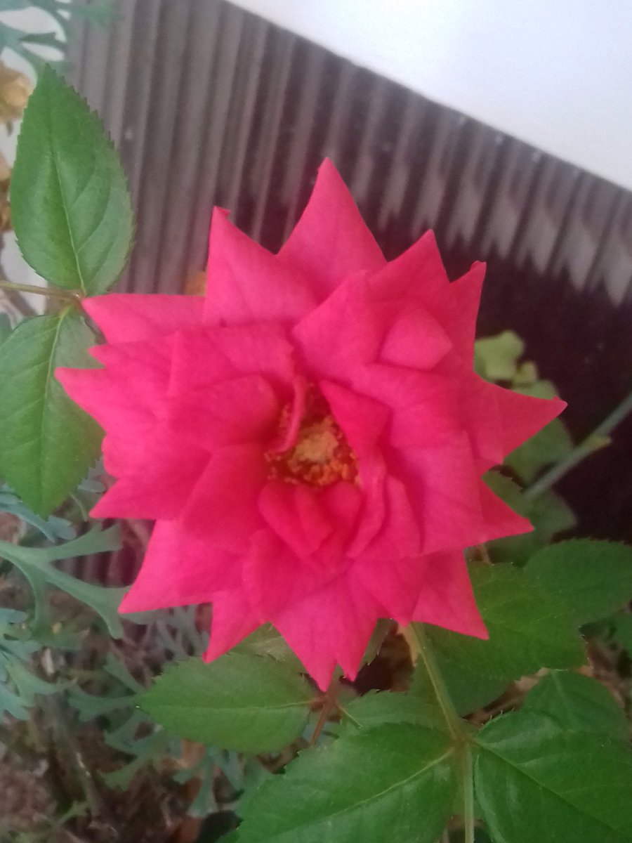 Artfaithb's tweet image. Hey kind people of the world, just wanted to send some 🌸🌺🌷take good care of yourselves..