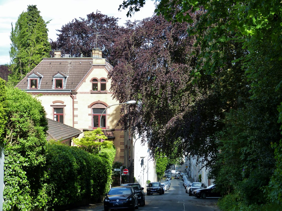 In der Sadowastraße scheint die Natur explodiert zu sein. #Wuppertal #Elberfeld #BrillerViertel