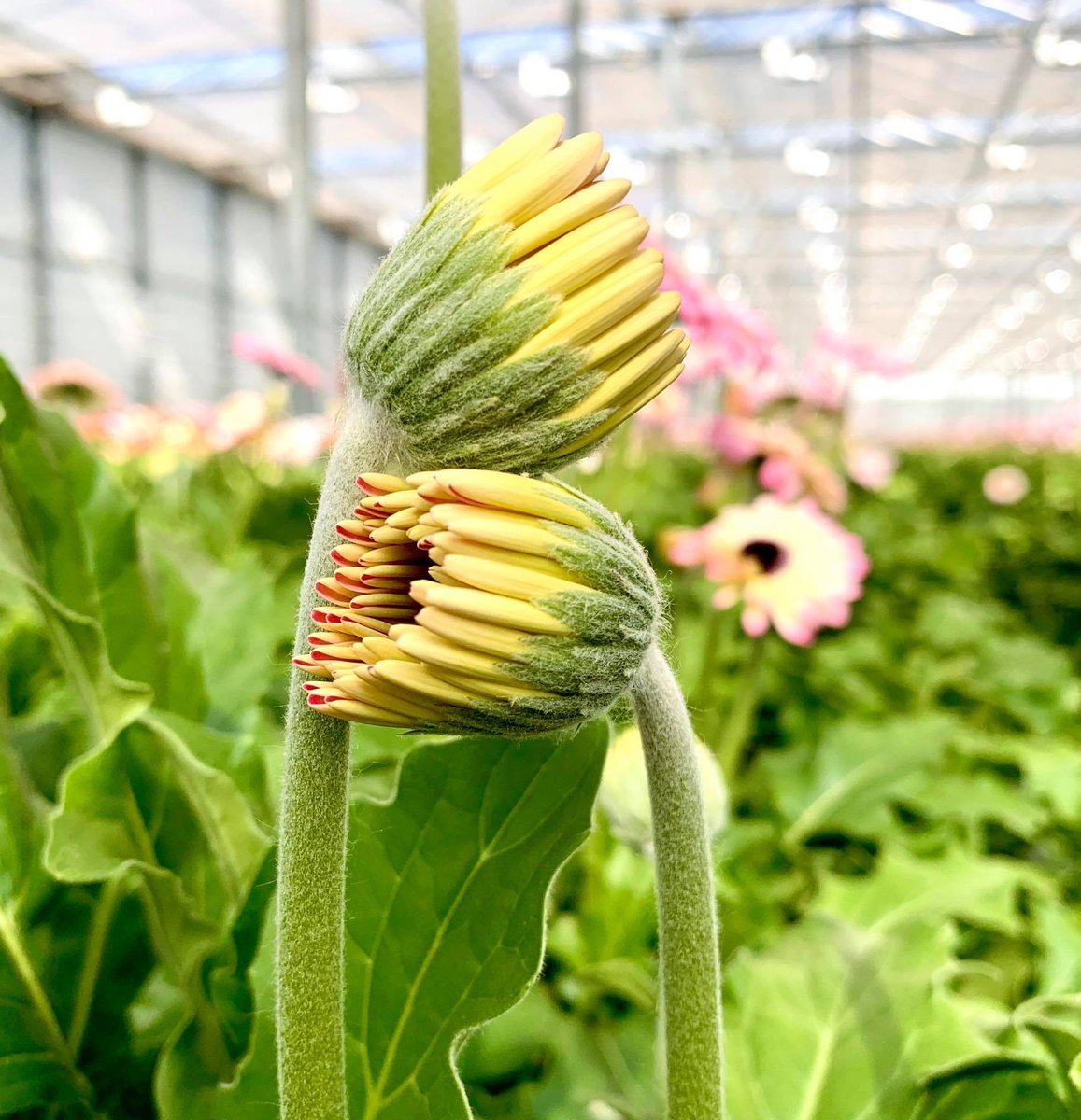 Together we are stronger🌸. Stay safe! 
#Strongtogether #Samensterk