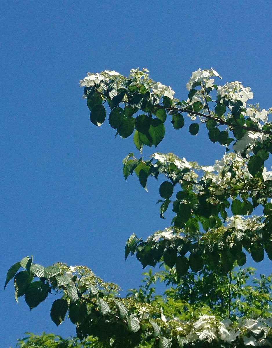 りーこ 空が真っ青 初めて見ました 白いアジサイの様な花がいっぱい 咲いている古木 名前を探して見ました 正しければ ヤブデマリ コデマリさんの親戚ですかね M 自然の中で白い花が綺麗 青空 古木 花の木 白い花 ヤブデマリ T