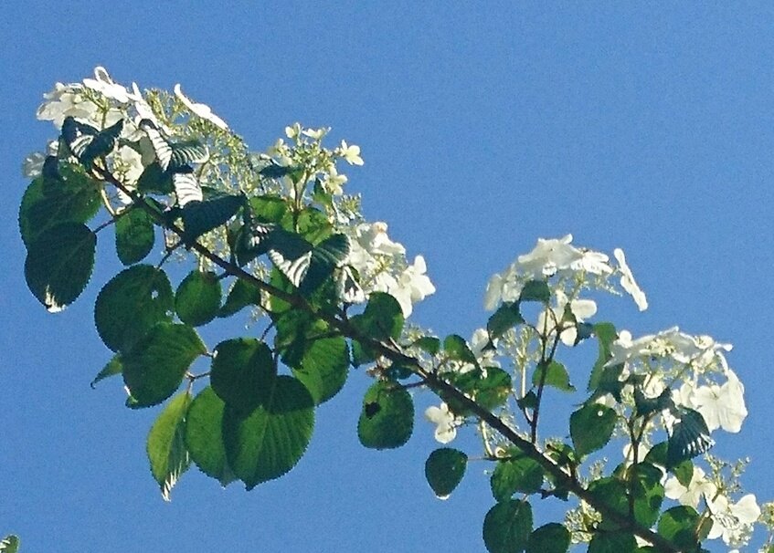 りーこ 空が真っ青 初めて見ました 白いアジサイの様な花がいっぱい 咲いている古木 名前を探して見ました 正しければ ヤブデマリ コデマリさんの親戚ですかね M 自然の中で白い花が綺麗 青空 古木 花の木 白い花 ヤブデマリ T