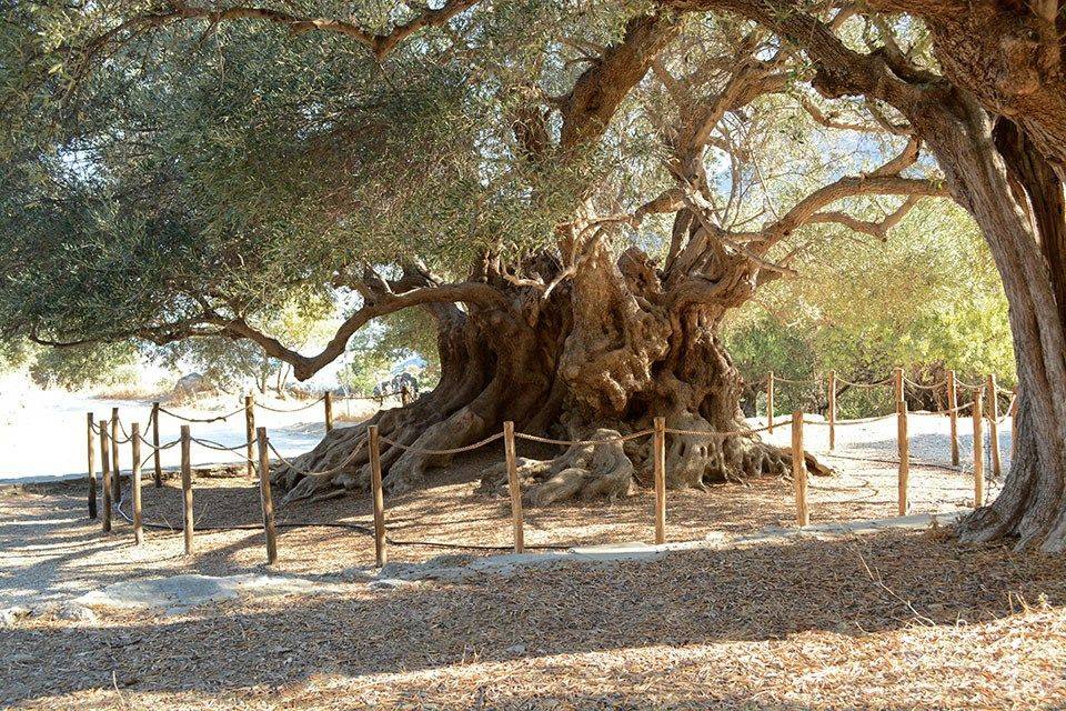 The oldest olive tree in the world. Its age is estimated to be from the Minoan times in 1350-1100 BC. It is located in Kavousi, Crete, Greece.