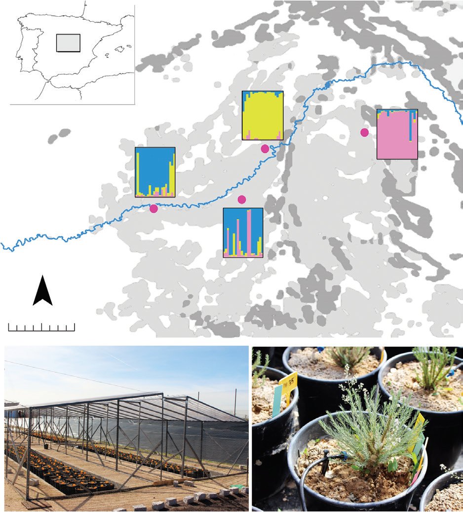 Silvia Matesanz tweet media