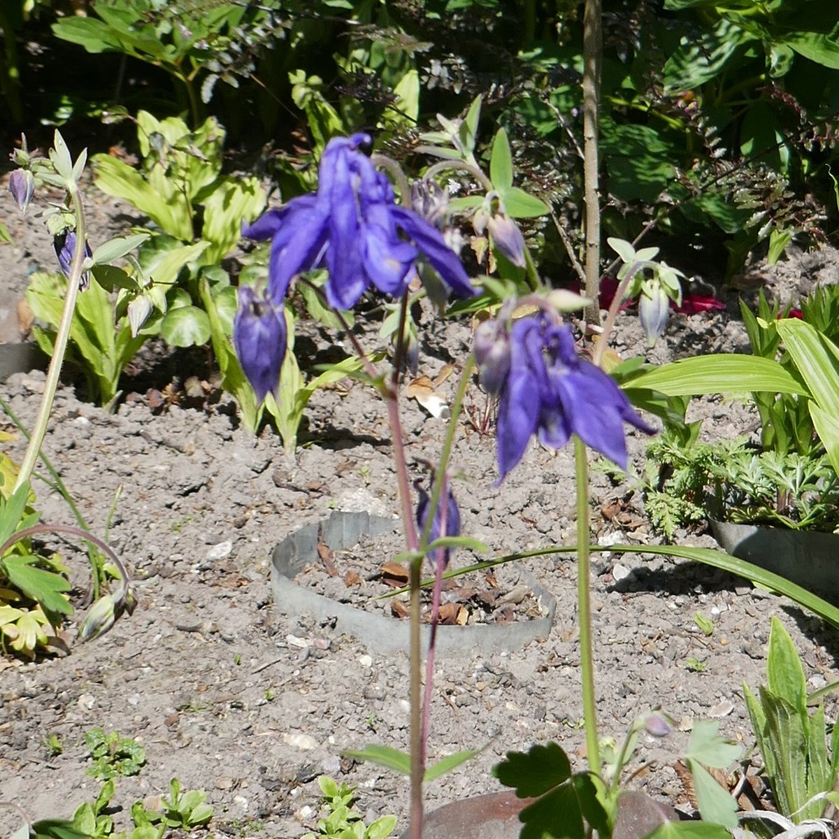 ARadgick's tweet image. That's not aquilegia canadensis #wrongcolour