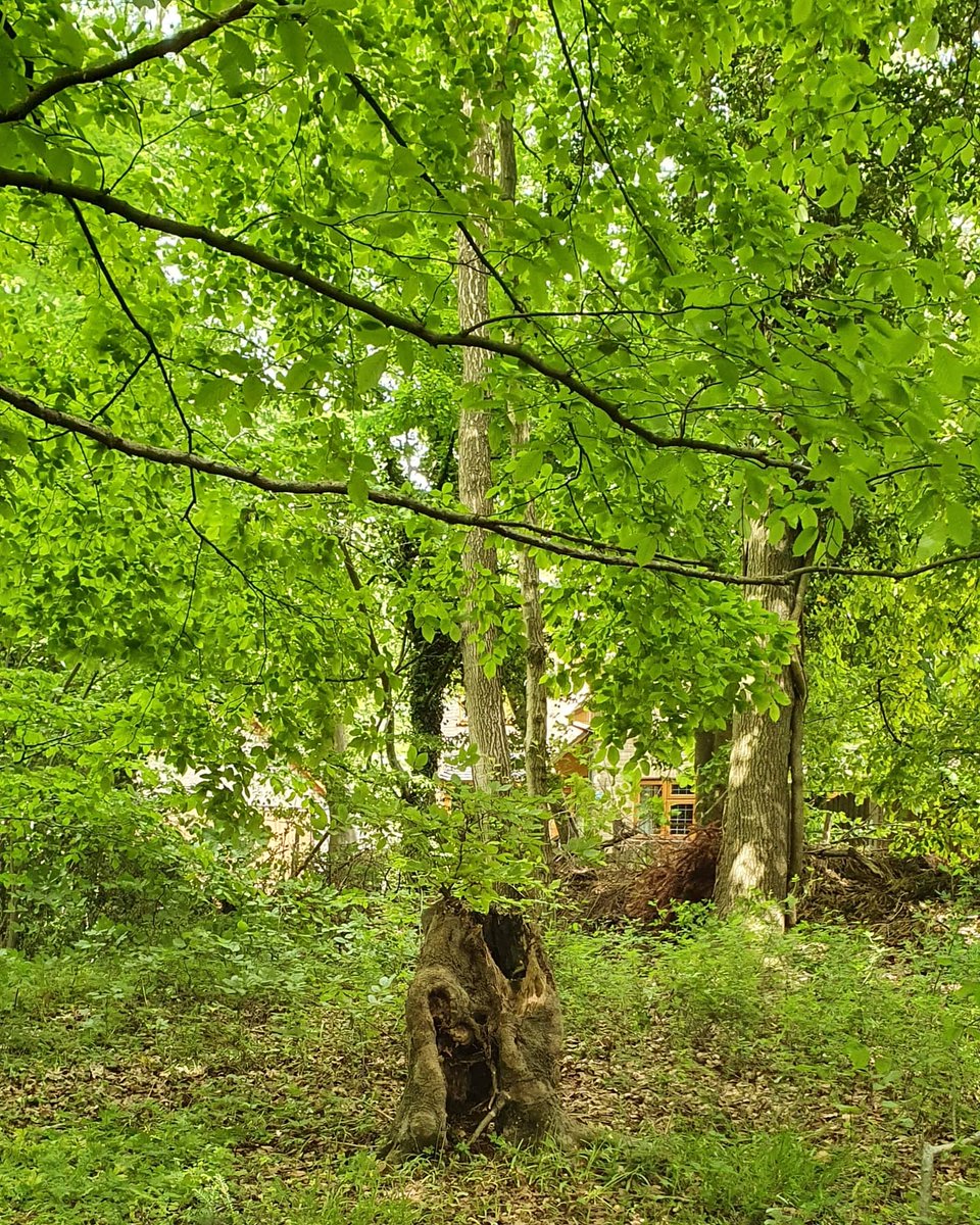 GonzoLecture's tweet photo. I walk among the living and the fallen. If the humans are killed and the animals eaten, this place will still remain. My deepest thoughts, about the strangest things, occur to me in this place. My mind is free and heart can soar, as my toes press into the earth. #poetry #art https://t.co/ZuREBIwoyL