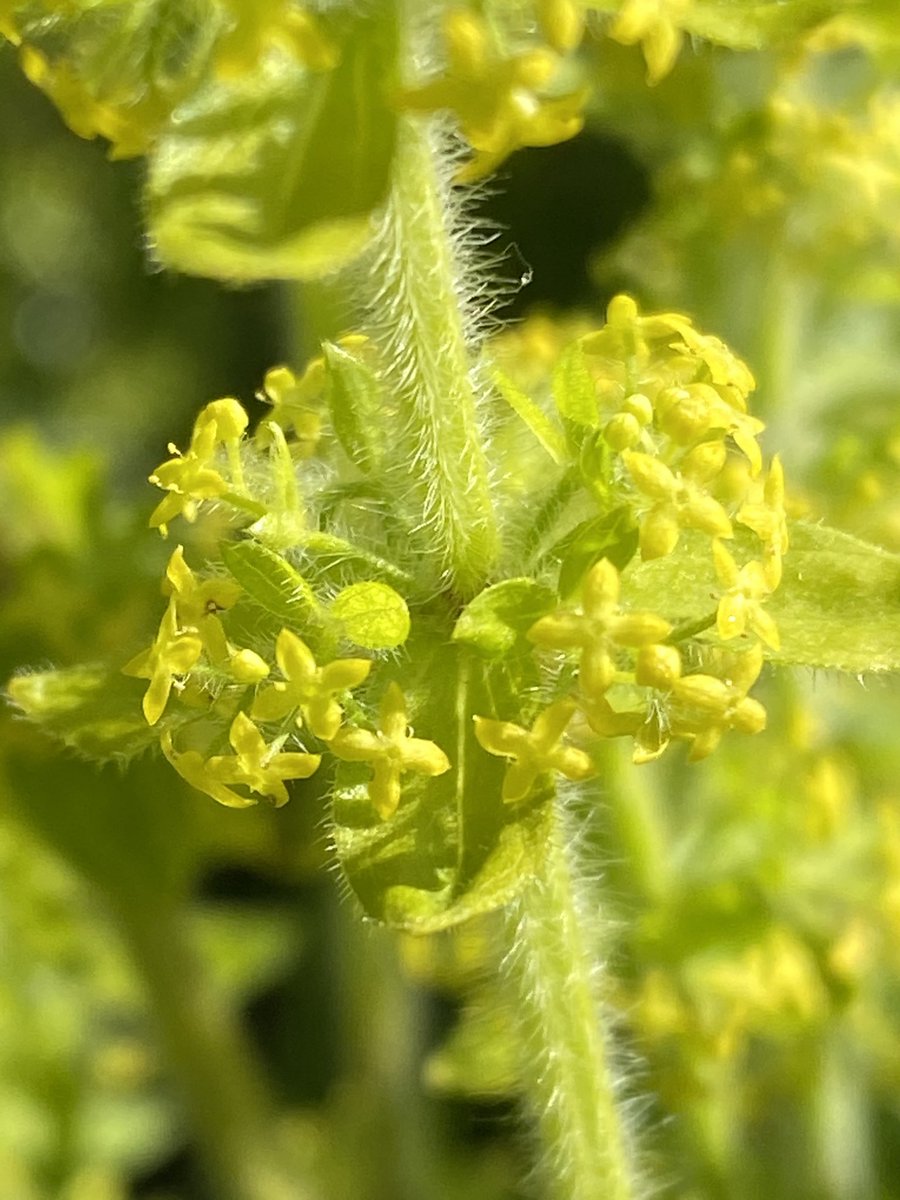 TobyABGreen's tweet photo. Crosswort. Also known as bedstraw or maiden’s hair. Next time you see it (roadsides, hedges), take a sniff, you’ll be surprised. Remedy for dropsy and ‘taken in wine against ruptures’.
#WildFlowers #WildContent https://t.co/3UQa24r8eS