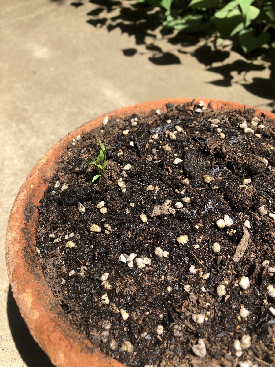 伊東沙保 パクチーいっつも芽が出なくて わたしは植物育てられない やつ て思ってたのだけど 鈴木裕美さんに 種割るんだよ て教えてもらって植えたら 芽が出た 初めて かわいいーー 種ぎゅっとして割るそうなんだけど 常識なのですか 知らなかった