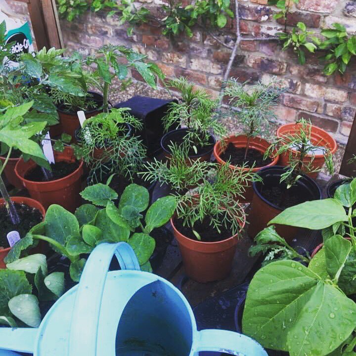 Juniper Garden Design tweet media