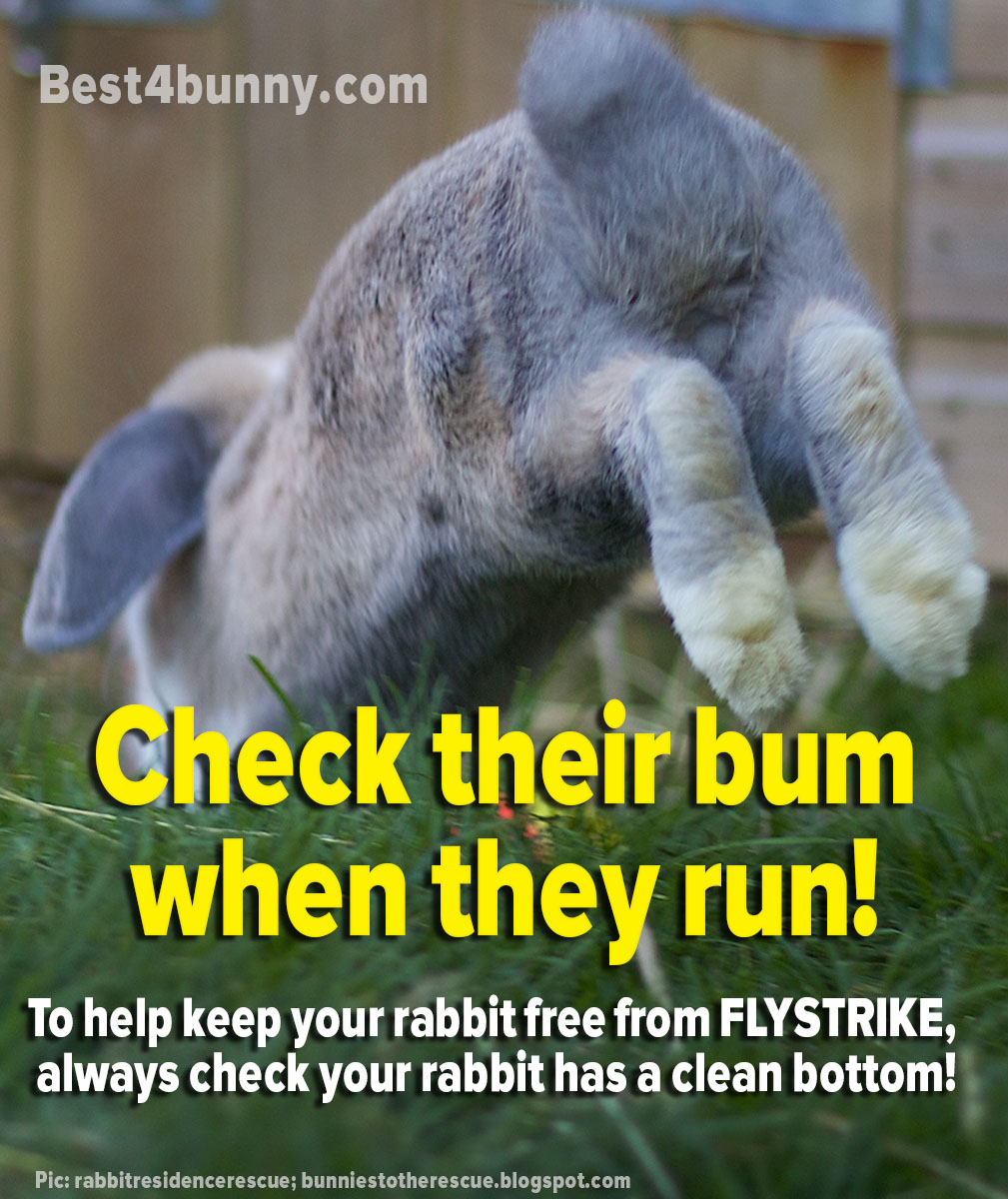 For more advice on preventing flystrike, click here... best4bunny.com/protect-rabbit…