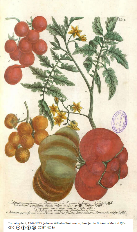 cinea_eu's tweet photo. "Belgian" chocolate? "Italian" tomatoes? 🤔 Think again!!

A new @Europeanaeu @AndLinbi exhibition explores how newly-discovered edible plants brought back from the Americas had a major impact on global culture, economics &amp; politics 

👉 https://t.co/9GBlhHkjZg

#CEFTelecom #EU https://t.co/NGE3UaXbO4
