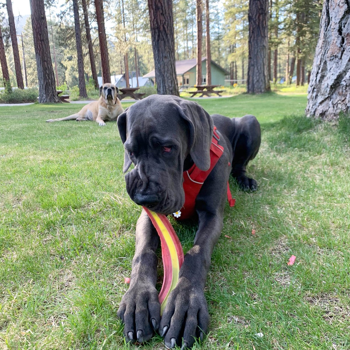 MorganMastiff's tweet image. Mila: she’s behind me huh... Olive: you better not be chewing on mom’s shoes😑 Mila: snitches get stitches 👿 #puppylife #firstworlddogproblems  #thestruggleisreal #mastiff #queen #alpha #boss #greatdanepuppy