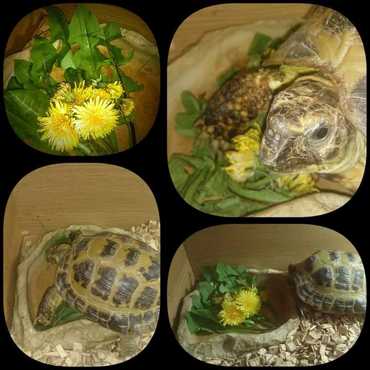 BlairvadachStew's tweet image. Day 6 - Dandelion, one of the most nutritional plants in a foragers collection (suitable for human consumption too)

#7DaysOfNature 

#nomnomnom

My theme - #EdibleScotland

#FoodForFree #Foraging #Dandelion