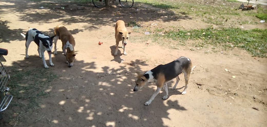 ArtofAid2's tweet photo. Feeding the stray dogs at Puri, Odisha.
14.05.20 https://t.co/ZdBxt9hliM