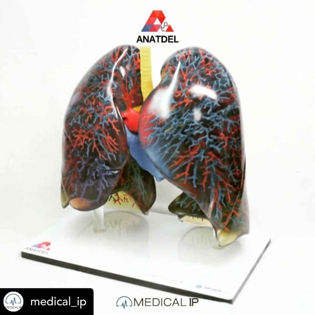 3dheals's tweet photo. [MEDICALIP X Staratasys]
⠀
100% scale of "Lung" ANATDEL sample printed by J750 at MEDICALIP
⠀
#MEDICLAIP #Stratasys #ANATDEL 
#J750 #3dprinter #3dprinting #additivemanufacture https://t.co/qOZ8O2tQ6Q https://t.co/J3D9hQana9