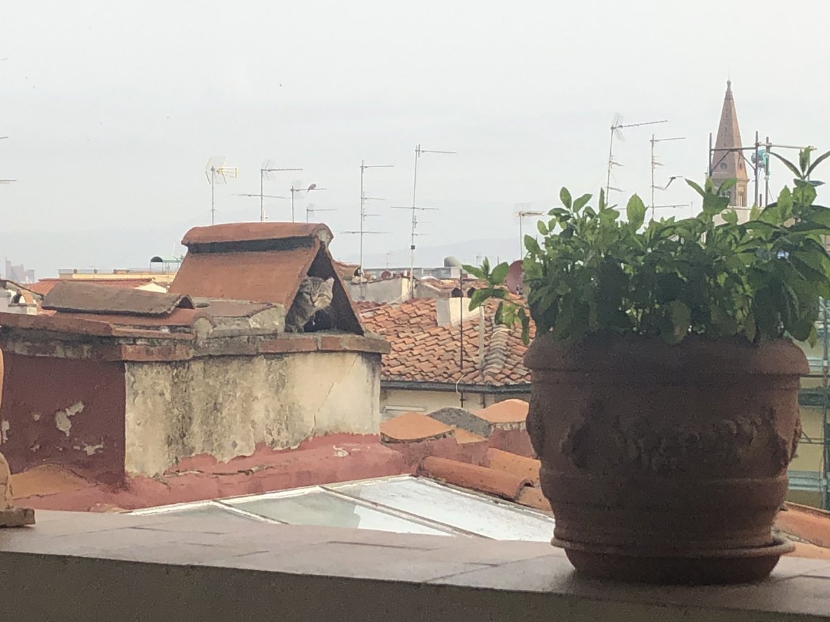 FestaCultura's tweet photo. Sofia the cat in a chimney https://t.co/M1uyKhbCZc