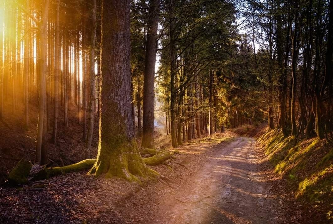 PROJECT_FLOORS's tweet photo. Uns zieht es immer wieder in das "Wohnzimmer der Menschheit", den Wald. Hier sinkt der Blutdruck und Entspannung macht sich breit..
Lest unser Beitrag "Anderen Boden unter den Füßen spüren". https://t.co/7daeV847O8
.
#tagdeswanderns #projectfloors #designboden https://t.co/Q8UJA0RlKp