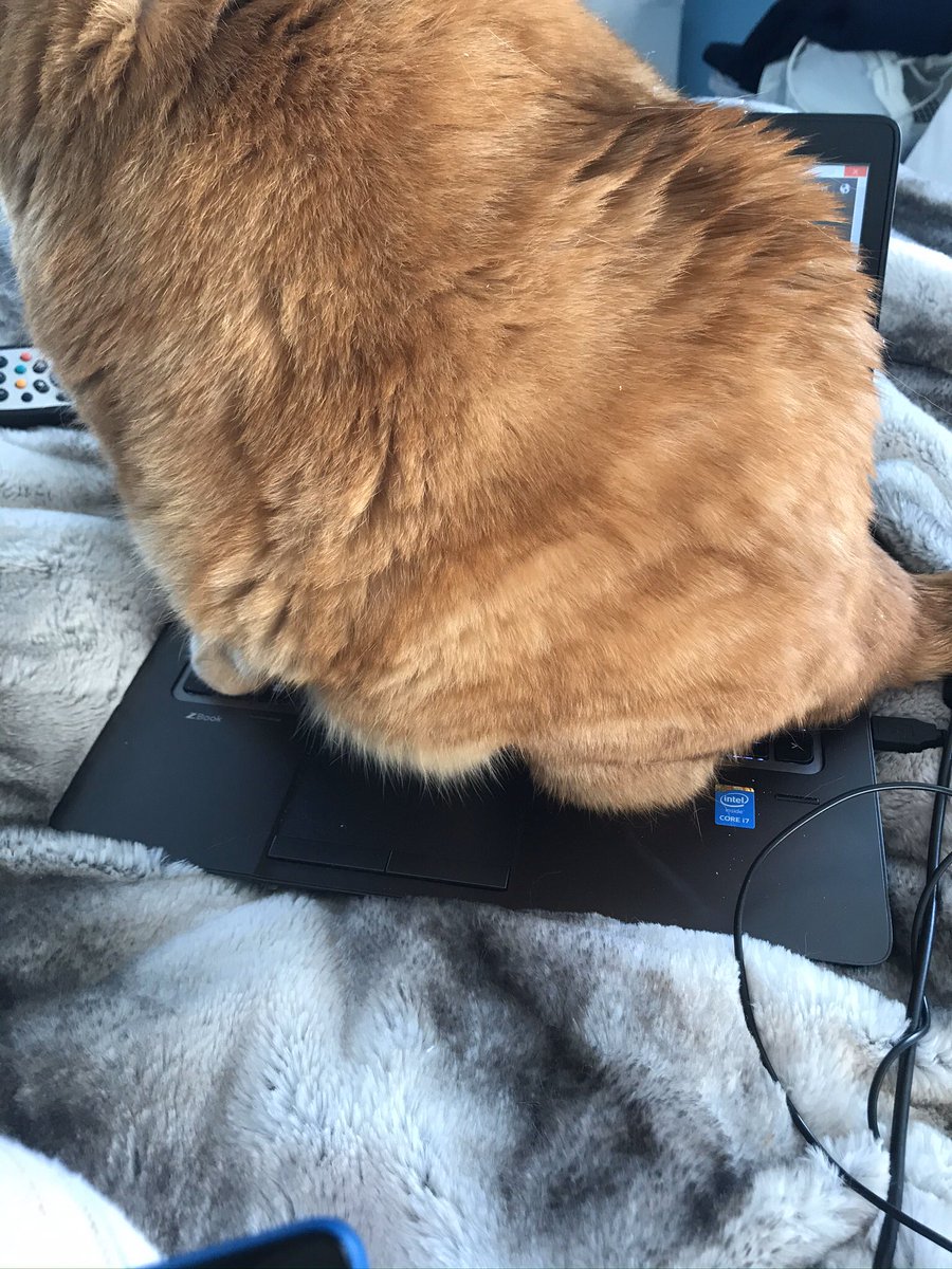 SandraGrout1's tweet photo. @Commentary_cat Say hello to my ginger 😂 https://t.co/JMUMCbaAAT