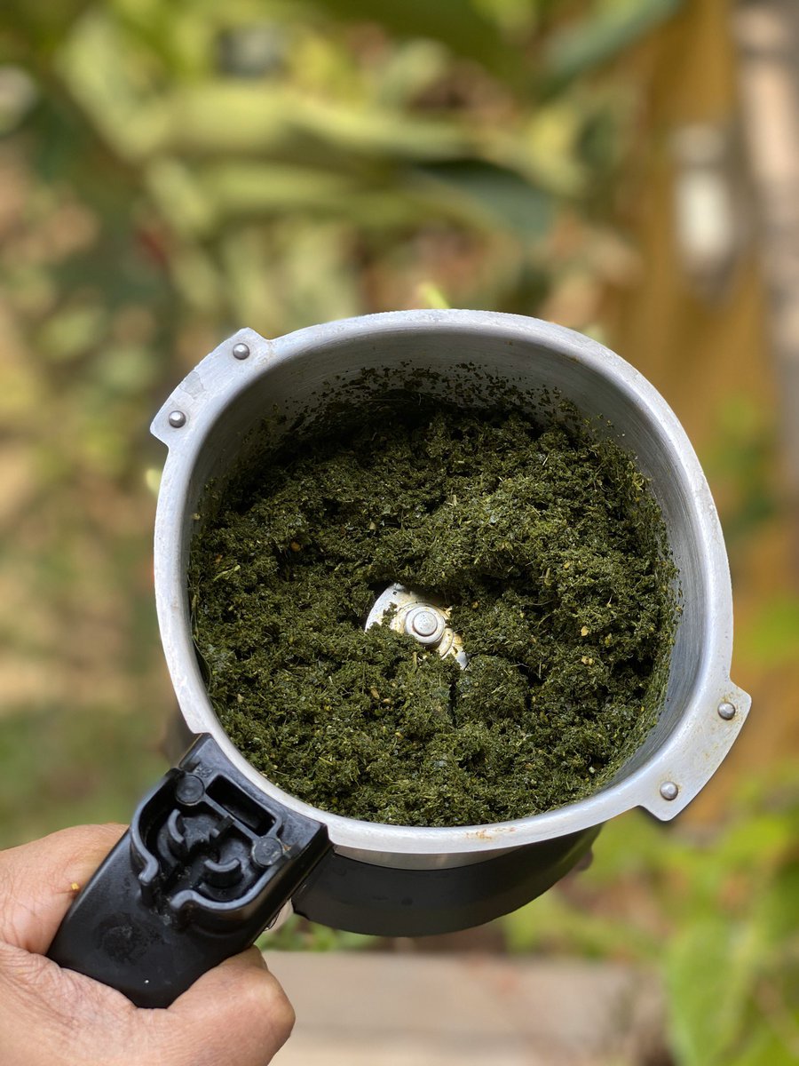 Fry curry leaves, hibiscus leaves, betel leaves, methi leaves(or seeds), lime leaves in 1-2 spoons of coconut oil until somewhat crisp. Grind this to a coarse powder.Mix it in 500-600ml of good coconut oil in a Kadai. Keep on the lowest heat for 30min.  #kitchengarden