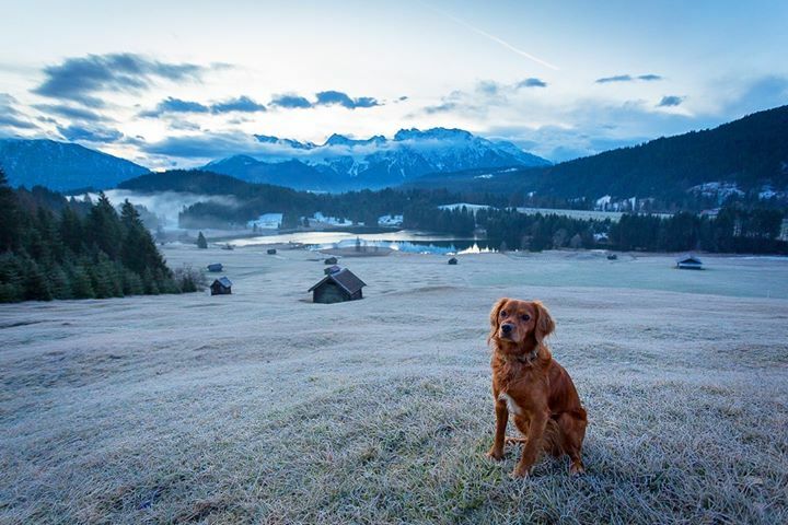 A little throwback to early winter travelling through Germany... One of the best views! •
•
•
•
•
#dogsthatexplore #throwbackthursday #travellingwithdogs #adventuredogsofficial #dog_features #mydogiscutest #worldofcutepets #outwardhound #houndsofinstagram #dogphotography…