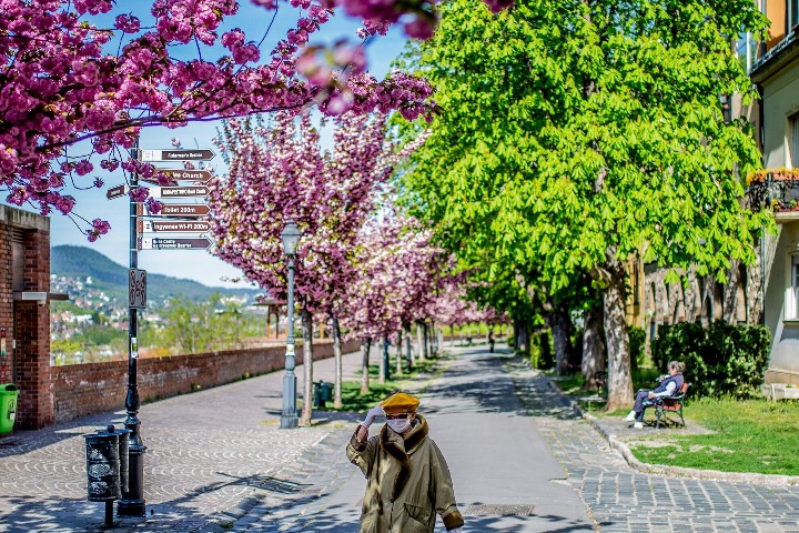 VineyardKapolna's tweet photo. Tóth Árpád sétány is Buda’s most beautiful panoramic promenade — now it is time for beautiful #springtime cherry blossoms 🍒🌸
➡️ #TóthÁrpád #Budapest #Hungary #Budacastle #promenade #blossoms #sightseeingBUD #beautifulBUD #WhereToGoBUD
https://t.co/Aga1yMdyzP https://t.co/zzmqJNtEfW