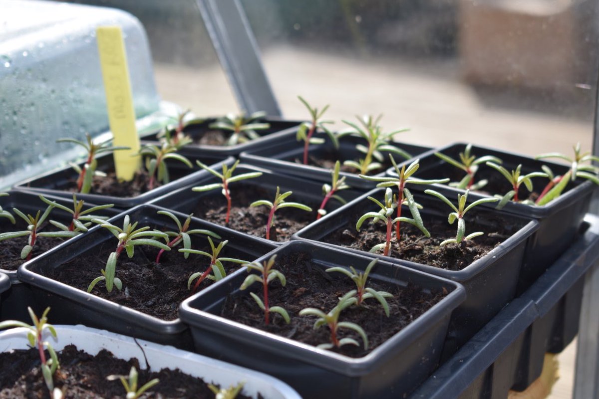 StenhousemuirFC's tweet photo. 💐🌷5️⃣0️⃣0️⃣🌸🌺
As part of our Community Help Initiative we are giving away 500 bedding plants to vulnerable households we are supporting🌈❤️
Hopefully we can brighten up their day and bring a smile to their faces
Thank you and well done to Kenny Lang👏
#OurCommunityYourClub https://t.co/SY9OW3lsaD