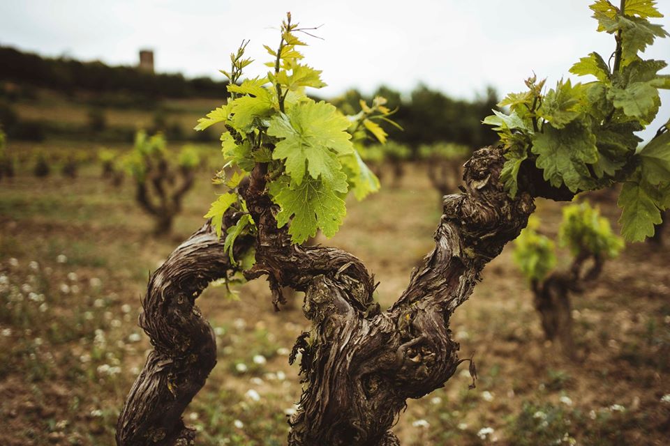 Espectacular el viñedo en estos momentos. En cuanto podáis tenéis que venir a verlo. #Laguardia #RiojaAlavesa #Alava #Euskadi Fotos:  Uxue Olabarria