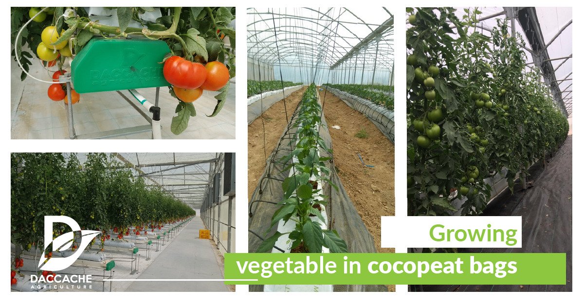 Daccache_agri's tweet photo. Grow bags are used in open or closed hydroponic systems, they provide accurate EC and PH monitoring for the plant and they also prevent Soil borne diseases.
For your requests and more details, call us:+961.9.420668 or +961.3.668668
#DaccaheAgri #HydroponicSystem #GrowBags https://t.co/PEHGgOfAbP