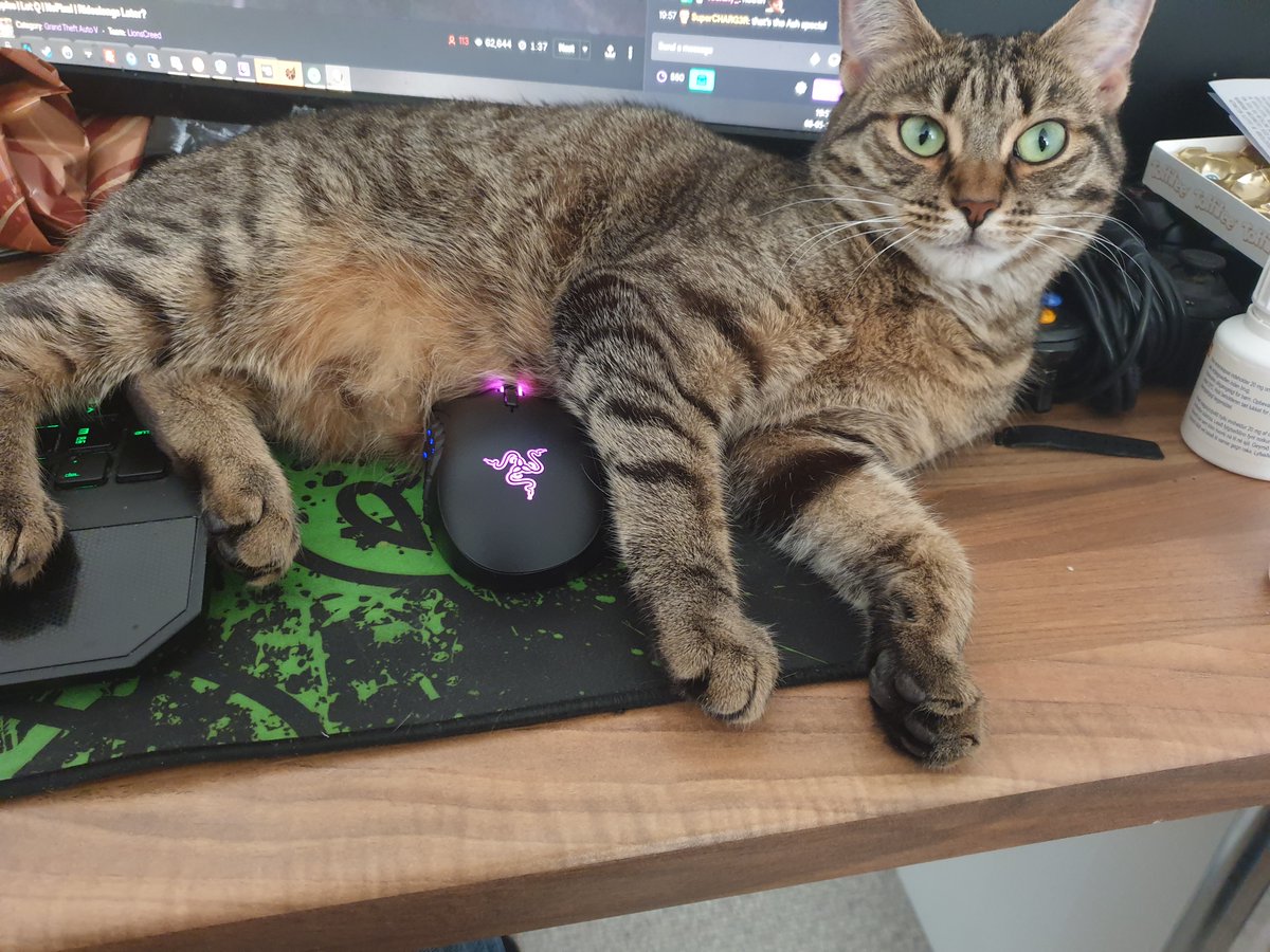 Taxoz504's tweet photo. @NicolePikapi i think its a cat thing, my cat likes laying on my mouse https://t.co/9iP6FF8nJV