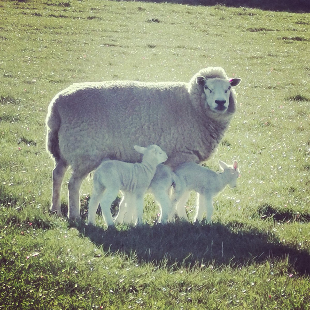 #makingteams #logiesthebreedofthefuture that will do girl,