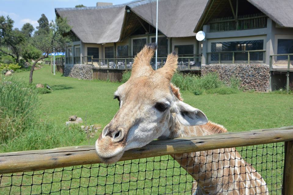 Lion & Safari Park (@LionSafariPark) / Twitter Lion & Safari Park (@LionSafariPark) / Twitter