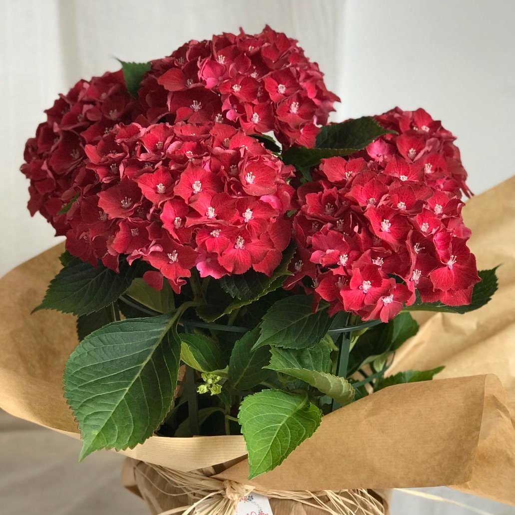 Espectaculares nuestras #hortensias en rojo intenso. ¿Las quieres? Recuerda que te las llevamos a domicilio. 

#Sevillahoy