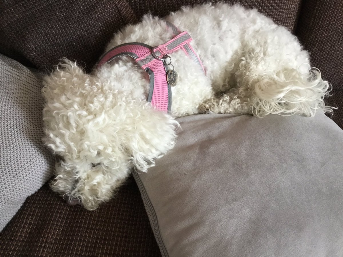 thehollinslancs's tweet photo. Good morning! How are you today? Rosie is fed up. Mrs Stubbs attempted a lockdown haircut to keep her cool but Rosie feels Mrs Stubbs should not attempt a career change without appropriate training or equipment! Who else has bad lockdown hair? #staffdogs https://t.co/t9DPS4lywh