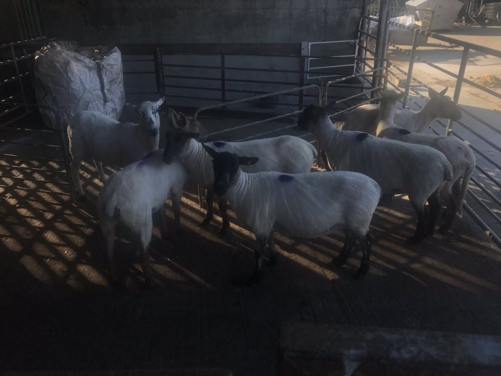 First few happy customers in for a clip. Could be busy if the barbers don’t open soon! #AgCredible