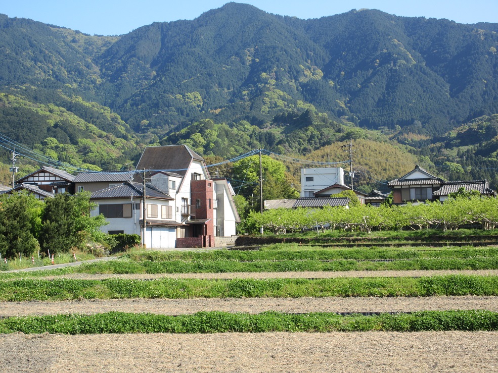 旅日々 耳納北麓筑後川 耳納連山の麓 柿畑の新緑と 田鋤きするトラクターを追うサギ達 様々な彩りの景色 どこに出向いても 地元の人の 普段 が 新参者の 格別 久留米市 草野町 耳納連山 里山 新緑 写真 柿畑 農業 サギ 鷺