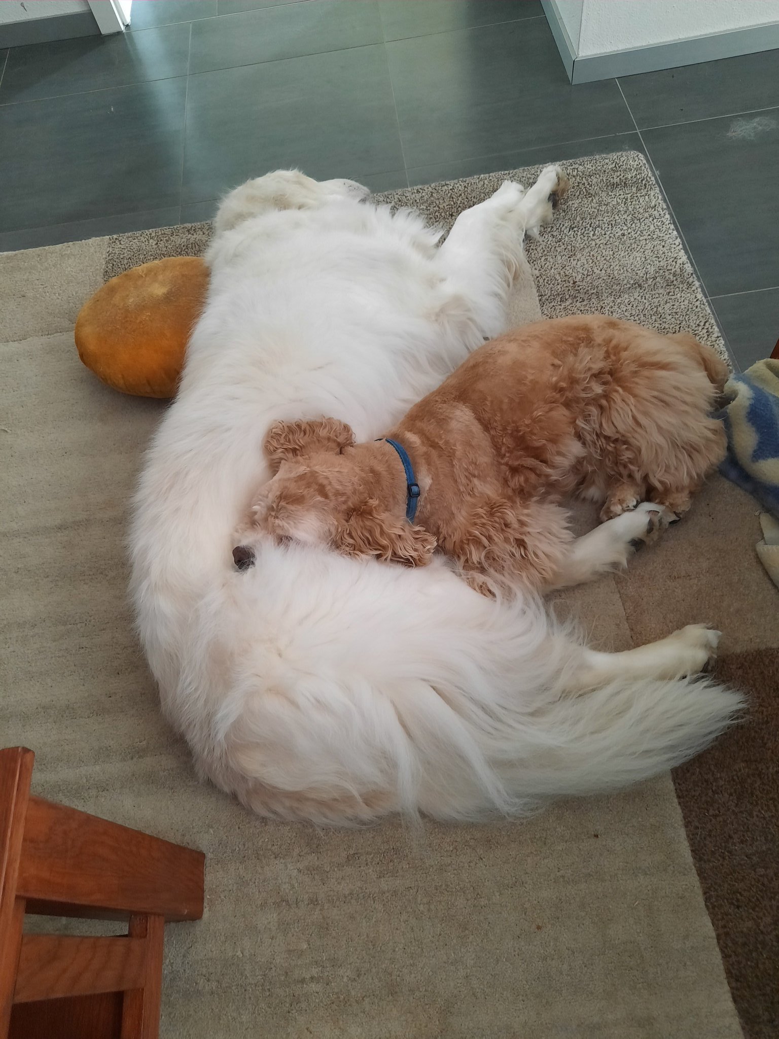   Happy birthday from Harvey Milk and Louie Whittaker 