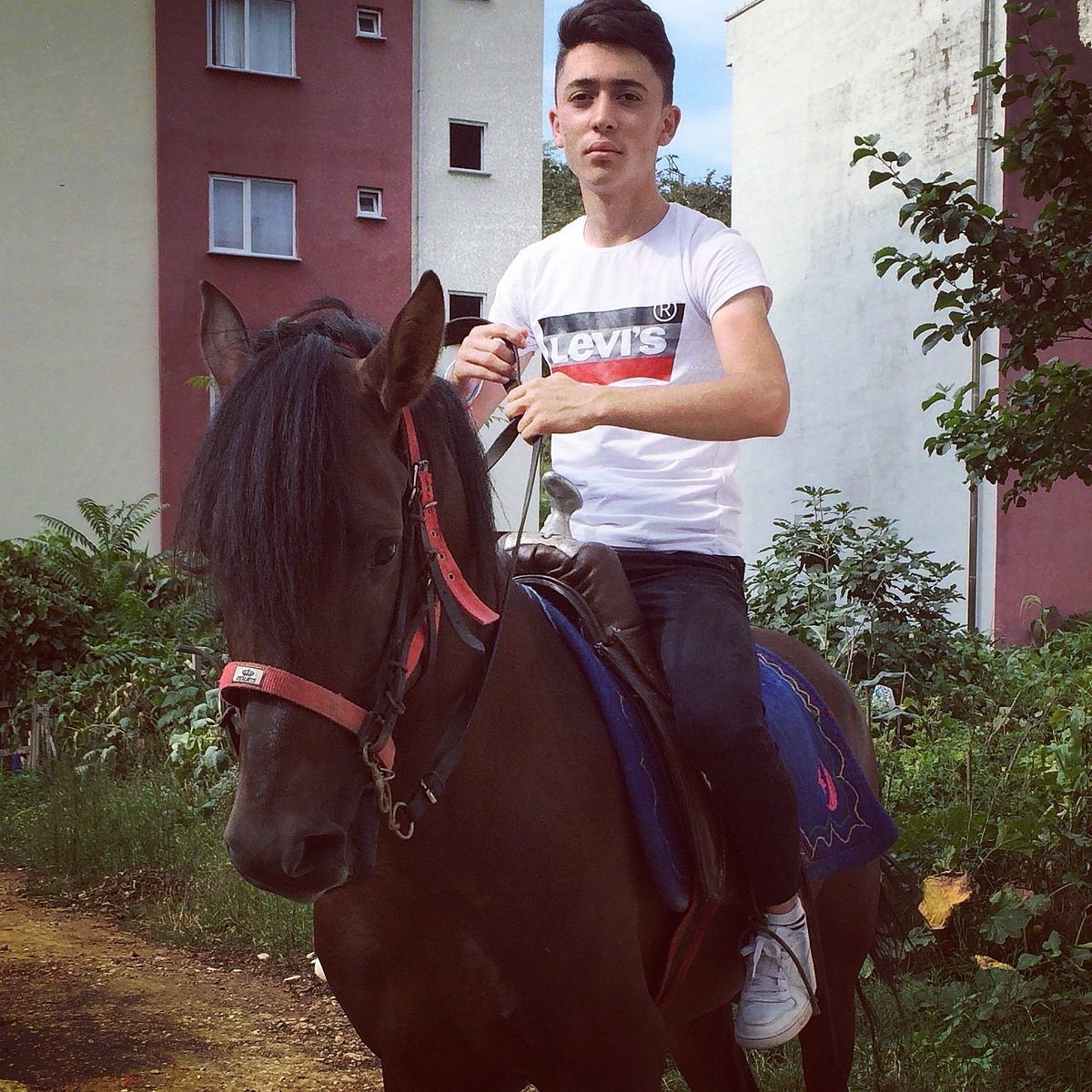 #Mecnun bilseydi At sevgisini severmiydi Leyla zillisini.