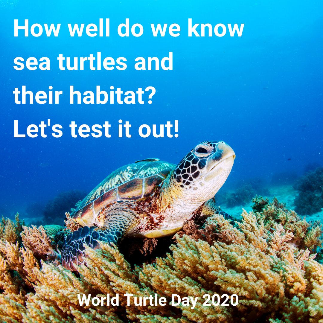 common_eu's tweet photo. It's 3⃣ weeks before #WorldTurtleDay2020!
#COMMON and @tartaloveit have asked: how much do we know about sea turtles and their home? 🐢🌊
✏️Let’s test it out with this #TurtleQuiz! https://t.co/BfyU5tmve5
🇮🇹There is also an Italian version! https://t.co/2exDN8u79d
#GOMED https://t.co/yAt3si5DZs