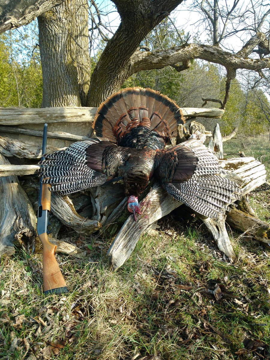 OutdoorWalsh's tweet photo. That's a wrap for my 2020 spring turkey season! Tom two down. Thank you, turkey gods. 
#wildturkey #turkeyhunting #turkeyseason #springturkey #gobblegobble #tomdown https://t.co/Rli8t0W0z9